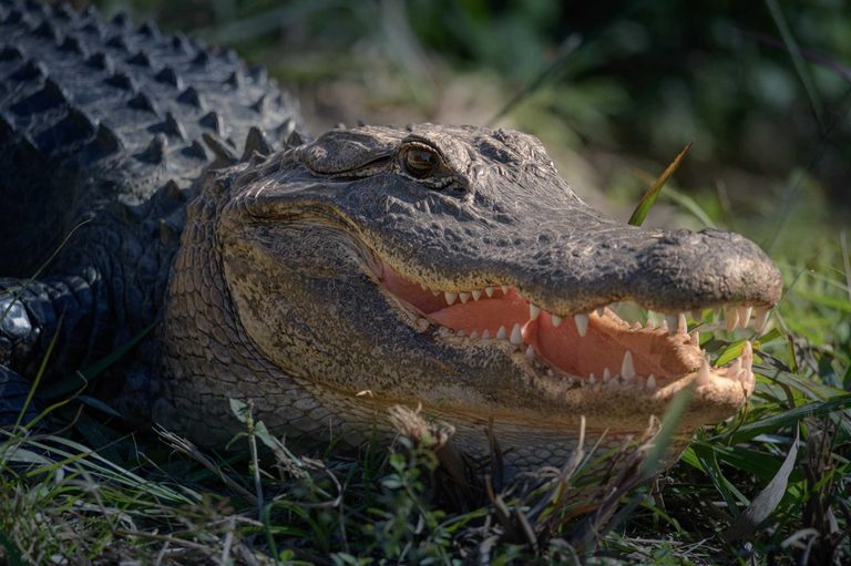 Alligator Attack Closes Rainbow River