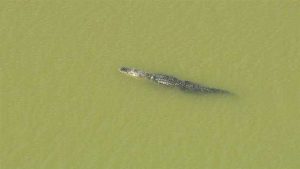 Alligator Attacks In Central Florida