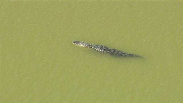 Alligator Attacks In Central Florida