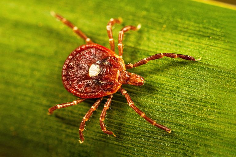 Alpha Gal Syndrome Meat Allergy From Tick Bites