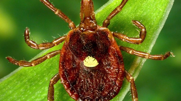 Alpha Gal Syndrome Meat Allergy Linked To Tick Bites