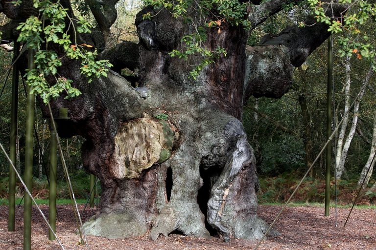 Ancient Oak Tree Linked To Robin Hood Dies
