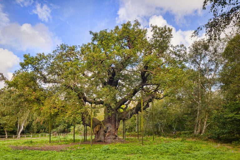 Ancient Robin Hood Tree Dies