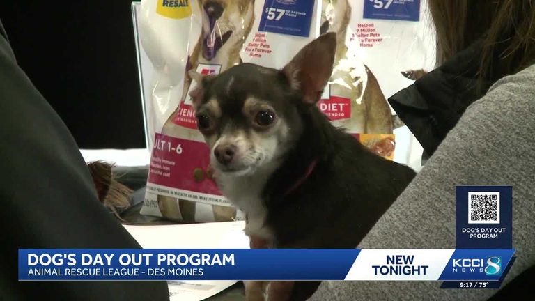 Animal Rescue League Offers Free Dog S Day Out
