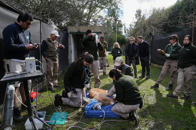 Argentina To Release Rare Maned Wolves
