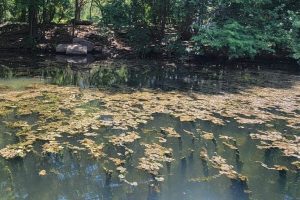 Austin Warns Of Toxic Algae In Waterways