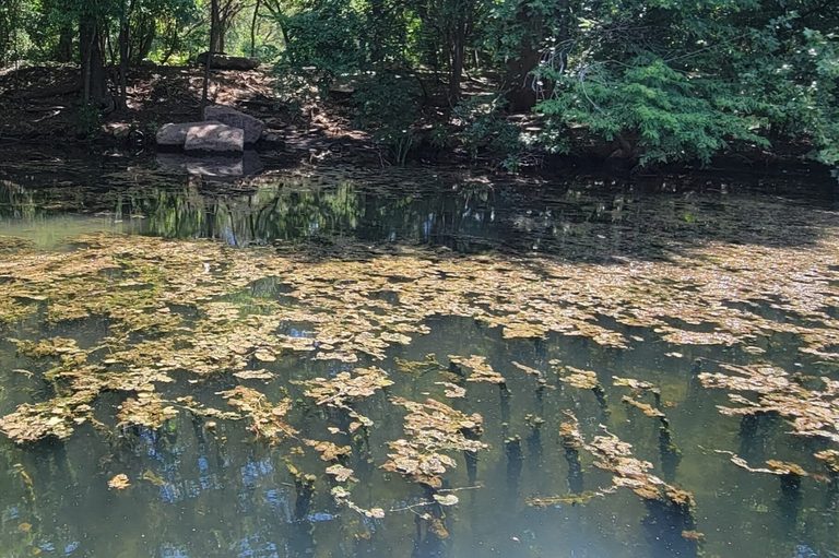 Austin Warns Of Toxic Algae In Waterways