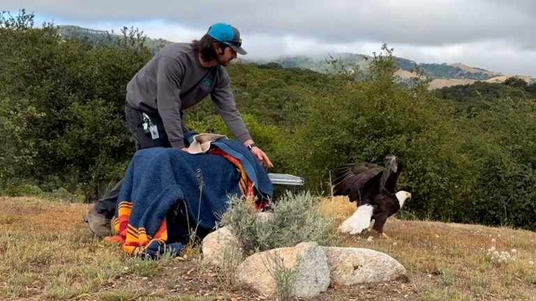 Bald Eagle Released After Rehab