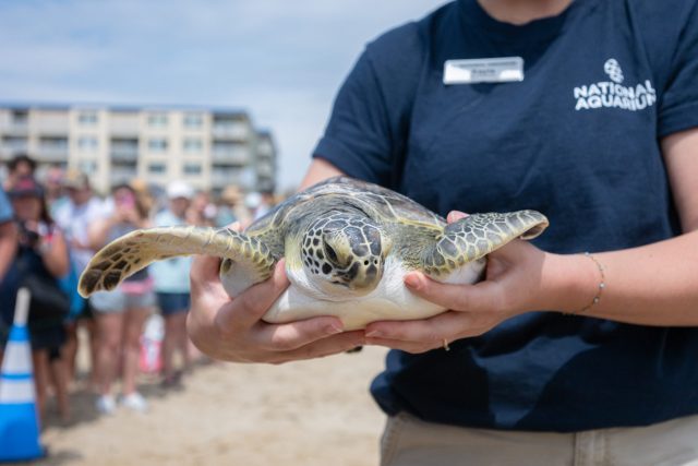 Baltimore Sea Turtles Released