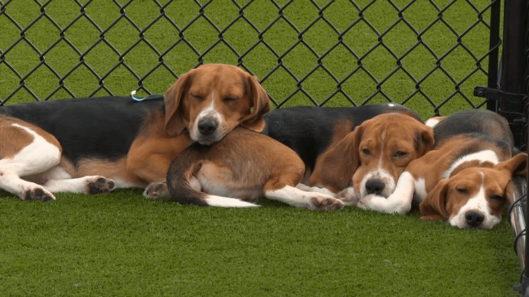 Beagles Rescued From Research Facility