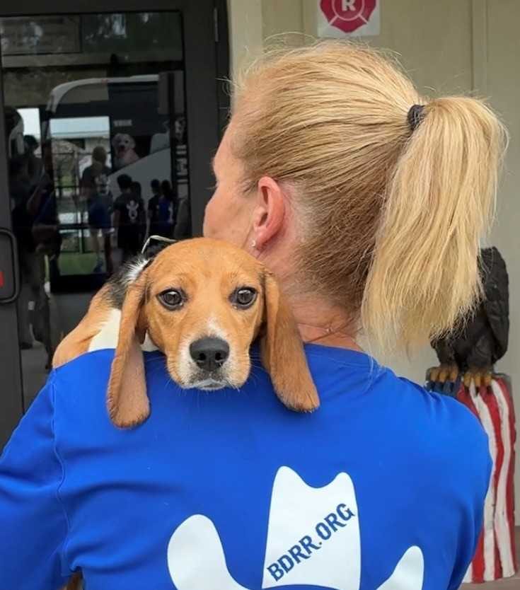 Beagles Rescued From Wisconsin Facility Arrive In South Florida