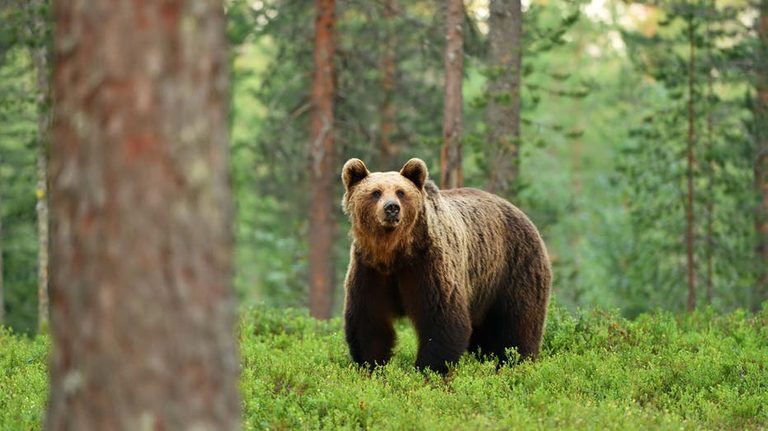 Bear Safety Tips