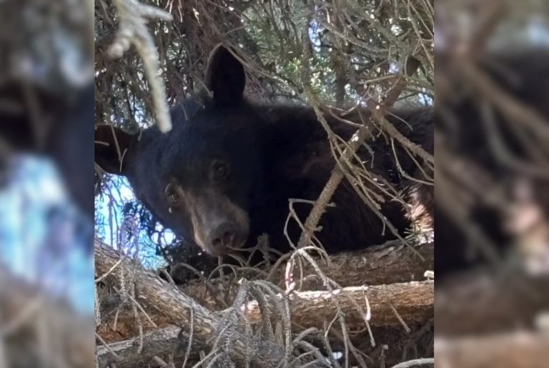Bear Spotted In Nampa Tree