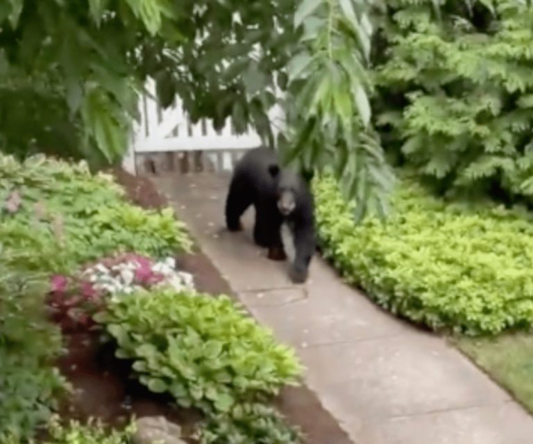 Bears Spotted In Westville