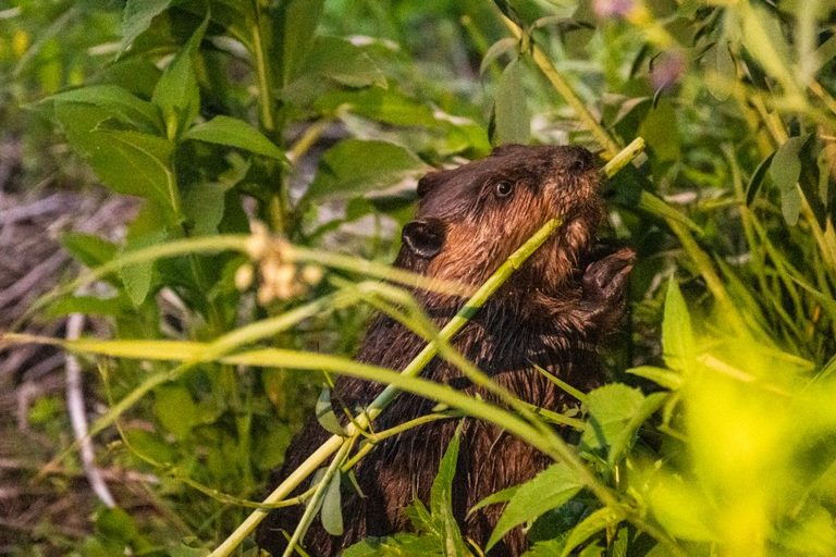 Beavers Thrive In Lincoln Park S South Pond
