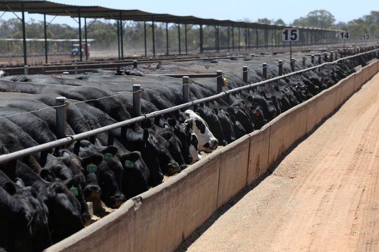 Beef Exporters Hit Quota Caps