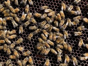 Bees Escape In Texas Neighborhood