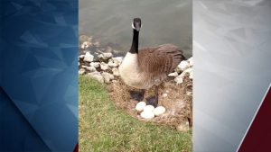 Bend Debates Goose Egg Oiling