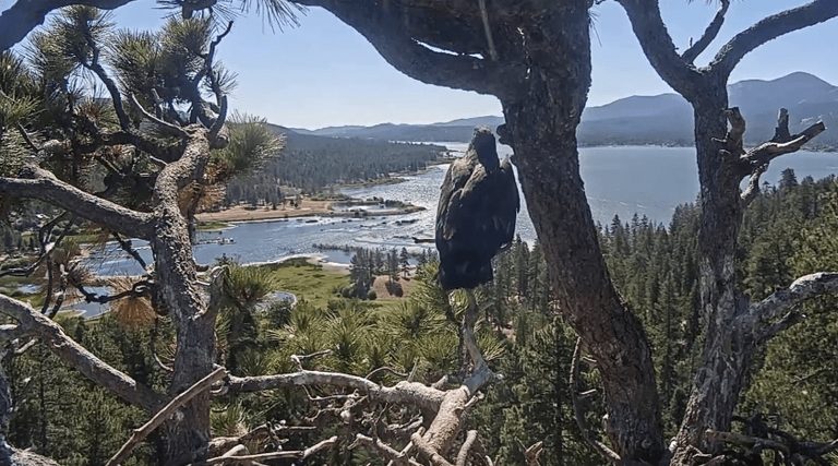 Big Bear Eaglet Luna Takes First Flight