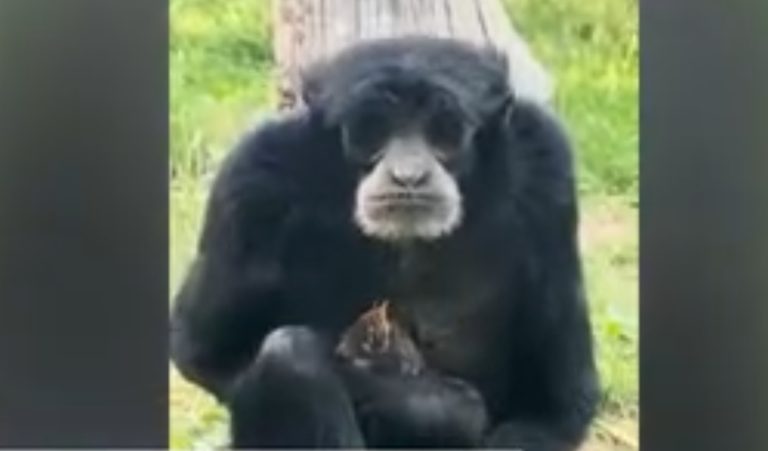 Biopark S Siamang Gibbon Cares For Baby Robin