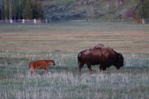 Bison Calves Spotted In Greater Yellowstone