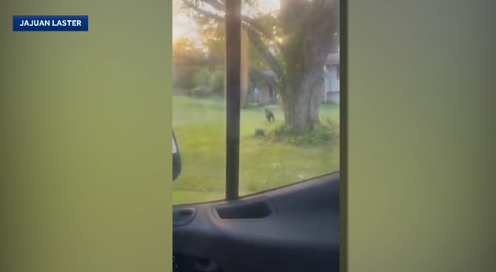 Black Bear Spotted In Hamilton County