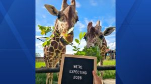 Blank Park Zoo Giraffes Expecting