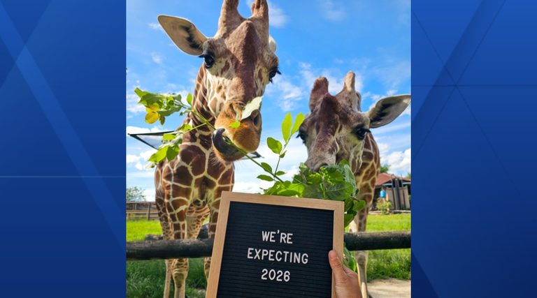 Blank Park Zoo Giraffes Expecting