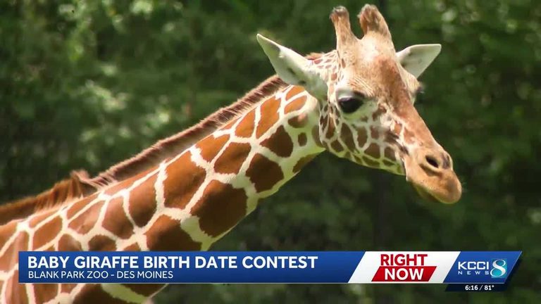 Blank Park Zoo Seeks Public Guesses For Giraffe Birth Dates