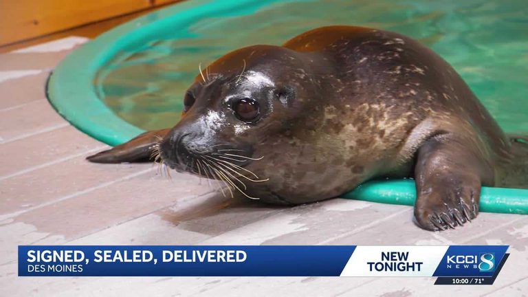 Blank Park Zoo Welcomes New Harbor Seal