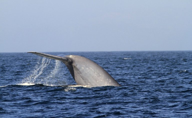 Blue Whales Spotted Near Santa Cruz Island