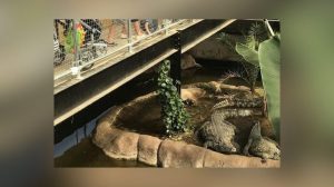 Boy 3 Critically Injured In Uk Zoo Crocodile Attack