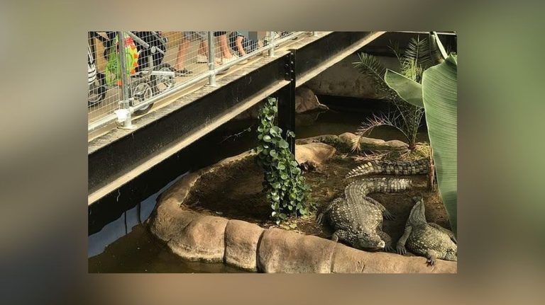 Boy 3 Critically Injured In Uk Zoo Crocodile Attack
