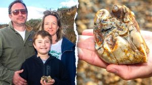 Boy Finds 1 8M Year Old Fossil