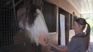 Bravehearts Equine Center Hosts 3Rd Annual Open House