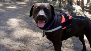 Brightside Animal Shelter Launches Dog Day Out Program