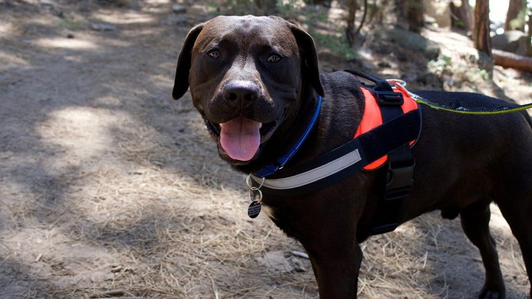 Brightside Animal Shelter Launches Dog Day Out Program