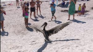 Brown Pelican Released In Vero Beach