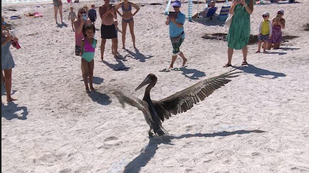 Brown Pelican Released In Vero Beach