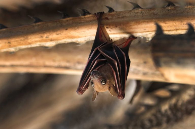 Butler County Sees 4Th Rabies Case In A Month