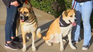 California Adopt A Pet Day Waives Fees To Encourage Pet Adoption
