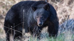 California Couple Fights Off Bear