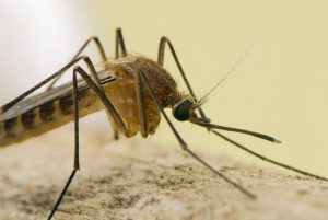 California S First West Nile Virus Case
