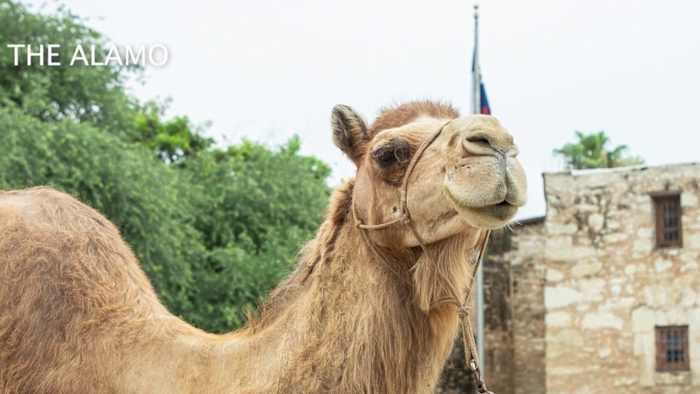 Camels Visit Alamo