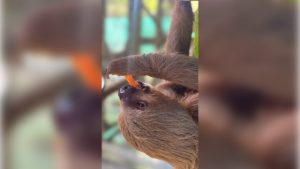Central Florida Zoo Reports 4Th Sloth Death