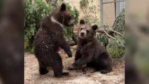 Cheyenne Mountain Zoo Welcomes Orphaned Grizzly Cubs