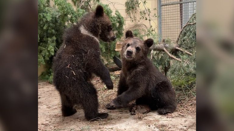 Cheyenne Mountain Zoo Welcomes Orphaned Grizzly Cubs