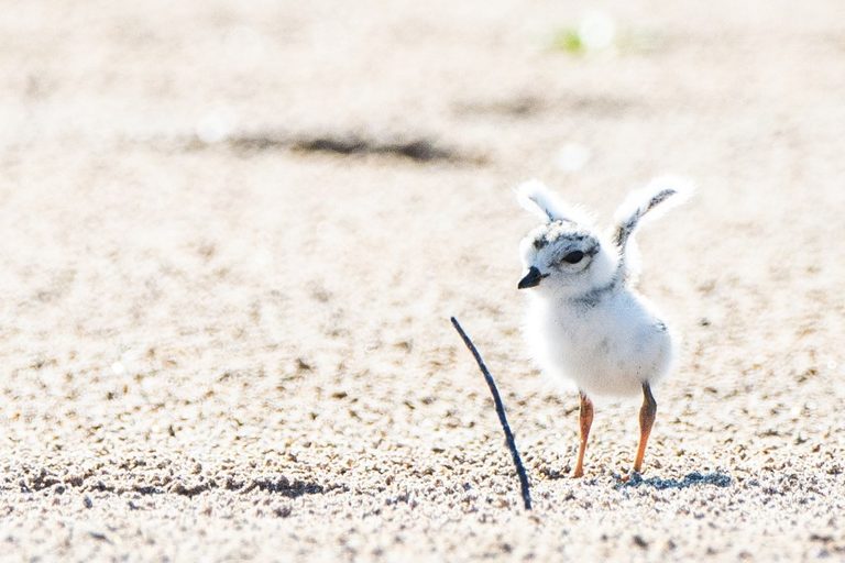 Chicago Piping Plover Chicks Named