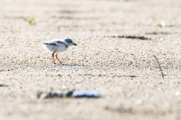 Chicago S Piping Plover Chick Dies