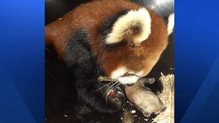Cincinnati Zoo Celebrates 100Th Red Panda Cub